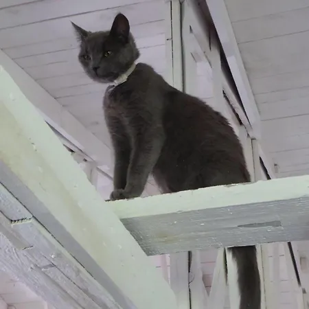 Gut-rattelvitz-galerie-f-hochwertig-sauna-kamin-etankstelle-spielscheune-15-000qm-park-land Gingst