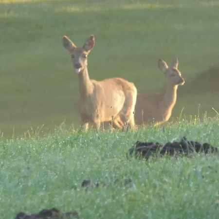 Gut-rattelvitz-galerie-f-hochwertig-sauna-kamin-etankstelle-spielscheune-15-000qm-park-land Lejlighed *