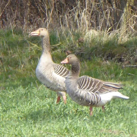 Lejlighed Gut-rattelvitz-galerie-f-hochwertig-sauna-kamin-etankstelle-spielscheune-15-000qm-park-land *