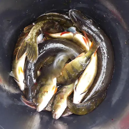 Lejlighed Gut-rattelvitz-galerie-f-hochwertig-sauna-kamin-etankstelle-spielscheune-15-000qm-park-land Gingst