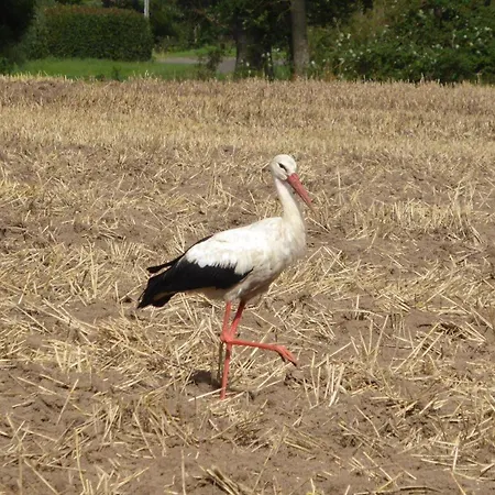 Gut-rattelvitz-galerie-f-hochwertig-sauna-kamin-etankstelle-spielscheune-15-000qm-park-land * Gingst